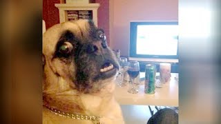 The FUNNIEST MOMENTS & MOST IMPOSSIBLE TRY NOT TO LAUGH challenge - FUNNY VIDEOS