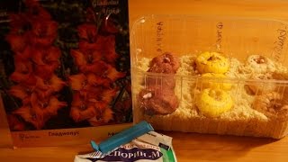 ПРОРАЩИВАЕМ ЛУКОВИЦЫ ГЛАДИОЛУСОВ В ОПИЛКАХ