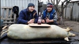 Забой и Разделка кабана в 8 месяцев ??
