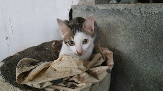 CAT HAVING FUN IN THE SAND. SO CUTE. TEMPAT KESENANGAN KUCING UNTUK E.. E..