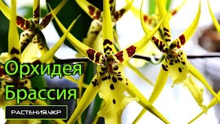 Виды орхидей / Брассия