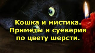 Кошка и мистика. Приметы и суеверия по цвету шерсти.