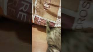 Жирный кот атакует