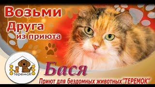 Приют Для Бездомных Животных "ТЕРЕМОК": Бася