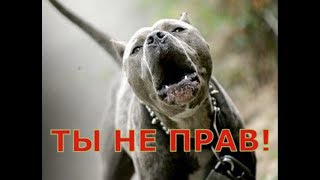 Самая опасная собака в мире Амстафф и питбуль, заводить ли эту породу собак???