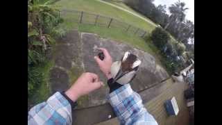 Kookaburra Feeding - Boss Burra#1