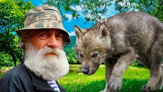 Дед на последние гроши выкупил волчонка у браконьеров. А потом случилось невероятное!