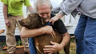 Dogs Meet Their Owner After A Long Time ?? [Funny Pets]