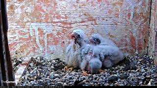 American Kestrel Chick Swallows Entire Snake – June 27, 2018