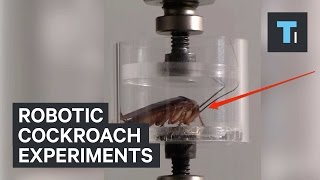 Robotic cockroach experiments