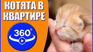 Котята в квартире. Видео 360 градусов.