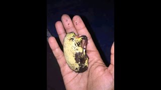 COMO GERMINAR Y PLANTAR UNA SEMILLA DE MANGO