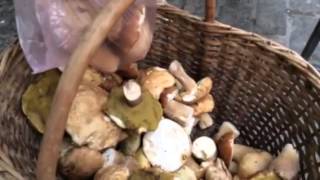 Гурзуф.Это Вкуснейшие Белые Грибы Крымские Горный Лес.