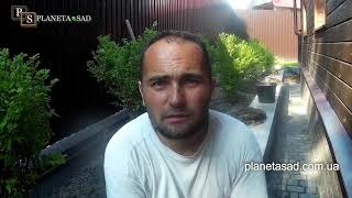Посадка кустарников
