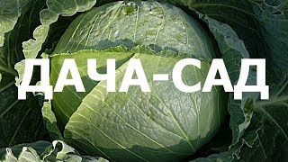 ПОСЕВ СЕМЯН КАПУСТЫ - КОЛОБОК - ИЮНЬСКАЯ - СЛАВА