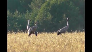 Семья серых журавлей. ( Grus communis )