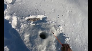 Трофейная Рыбалка.Хариус день 3й