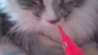 Пушистик Байла кошка играет с Пушистиком кошка рычит !! Самое смешное видео!!