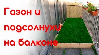 Выращиваем на балконе. Газонная трава, подсолнухи, настурции и виолы.