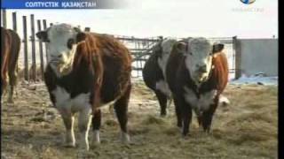 Мал шаруашылығы жанданбақ