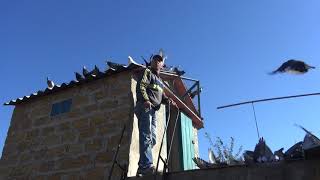 Голуби Вовы Итальянца. Как повязать крыло. 1 ч.