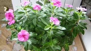 Размножение КАТАРАНТУСА черенкованием
