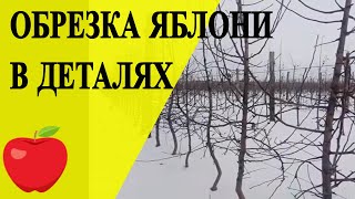 Обрезка яблони. Детальный обзор
