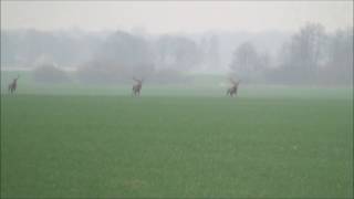 Drückjagd ,    Sauen  und Rotwild