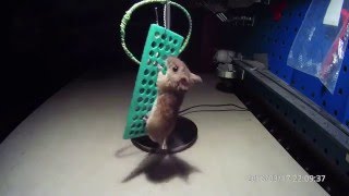 Мышь ворует сушку 2. Mouse steals sushka 2 .