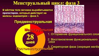 Женская половая система. 5. Матка (тело матки). Маточные трубы