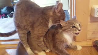 КОТ ЖЕСТОКО ЛИШАЕТ ДЕВСТВЕННОСТИ КОШЕЧКУ