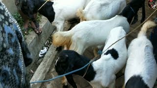 Haega Kambing bakalan di pasar kliwon melonjak tinggi