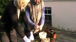 How to propagate Cotoneaster by seed