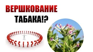 ВЕРШКОВАНИЕ ТАБАКА | СЕМЕНА ТАБАКА | ТАБАК
