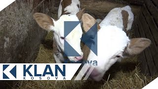Lopa i lind 3 viça ne Pestove te Vushtrrise - 27.12.2015 - Klan Kosova