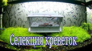 Селекция креветок в аквариуме / Selection of shrimp in the aquarium