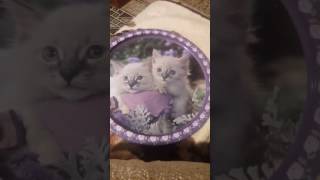 Как легко очистить кедровые орешки :-)