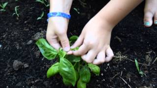 The Homestead Kids teach you how to prune basil