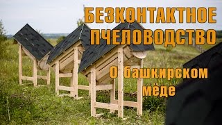 Бесконтактное колодное пчеловодство. О башкирском мёде