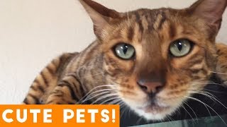 Cutest Pets of the Week Compilation May 2018 | Funny Pet Videos