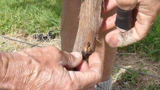 Chip notch grafting grapes