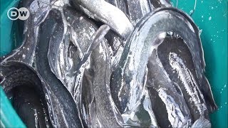 Sayansi ya uzalishaji wa samaki