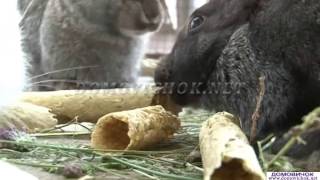 Отзывы КЭШ-2, КЭШ-3 зерновые шнековые экструдеры
