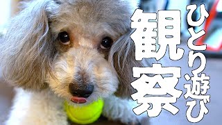 ?犬のひとり遊びを観察したら愛おし過ぎたwww【トイプードルのグリィ】【dog】【toy poodle】