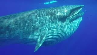 Brydes Whales feeding on baitball.