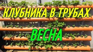 КЛУБНИКА В ТРУБАХ (ВЕСНА).