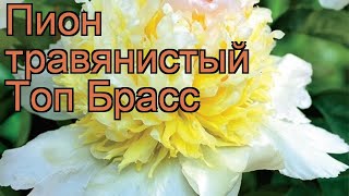 Пион травянистый Топ Брасс (paeonia top brass) ? обзор: как сажать, рассада пиона Топ Брасс