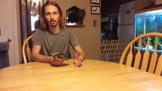 BEFORE you BUY a TURTLE WATCH THIS VIDEO!!!!!