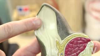 Ear Care for Dogs