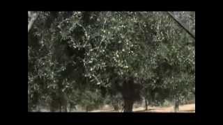 ΑΓΕΜ ΑΕΒΕ - Ελαιοραβδιστικό Olispeed